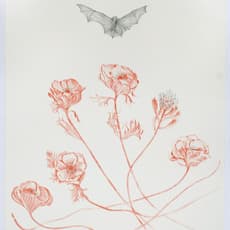 Valerie Hammond