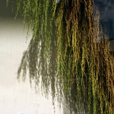 Elise Rasmussen