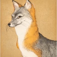 Beth Van Hoesen