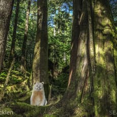Paul Nicklen