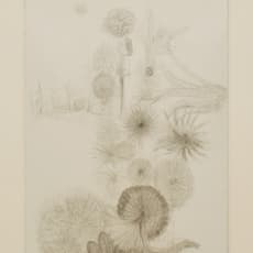 Marco Cingolani