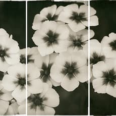 Brigitte Carnochan