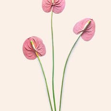 Koo Sungsoo