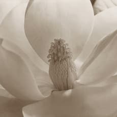 Imogen Cunningham