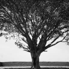 Shirin Neshat