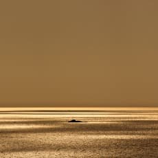 H. Hugh Miller