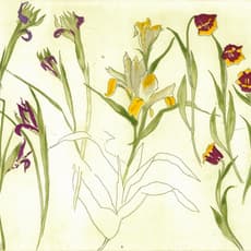Elizabeth Blackadder