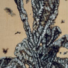 Cai Jin