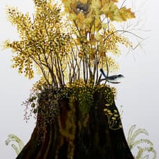 Anne Siems