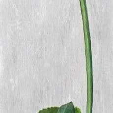Feodora Hohenlohe
