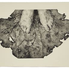 David Maes