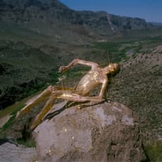 Synchrodogs