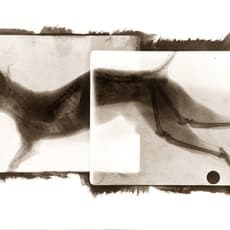 Chen Jinan
