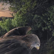 Tim Flach