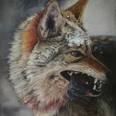 Damien Cadio