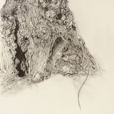 Elizabeth Ahn Toupin