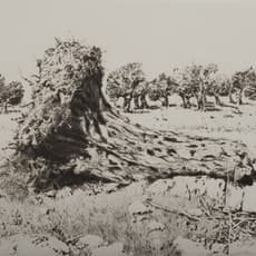 Walid Abu Shakra