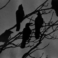 Masahisa Fukase
