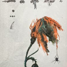 Esraa Elfeky