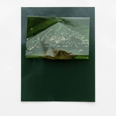 Charlotte Moth