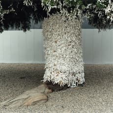 Yoko Ikeda