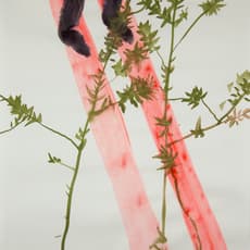 Oana Cosug