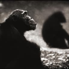 Nick Brandt