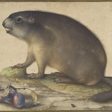 Jacopo Ligozzi