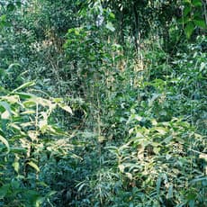 Thomas Struth