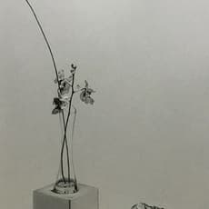 Justin Sui Hsien Lim