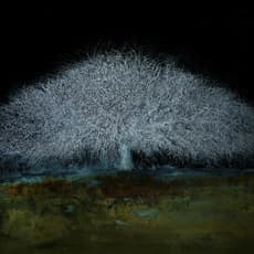 Gail Catlin