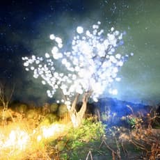 Lieko Shiga