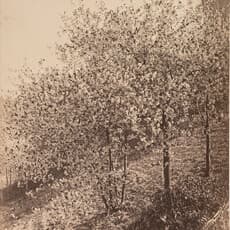 August Kotzsch