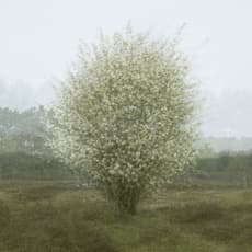 Kim Boske