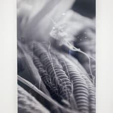 Gudrun Gotschke