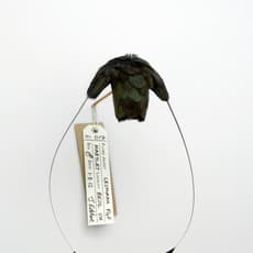 Jane Edden