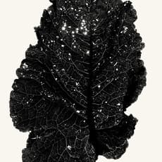 Antoine Khol