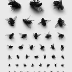 Rinat Voligamsi