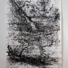 Maia Lehr-Sacks