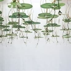 Hiroshi Shinno