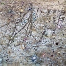Jutta Haeckel
