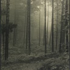 Otto Eaton