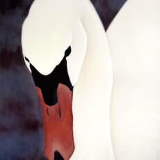 Liucija Pačkauskaitė