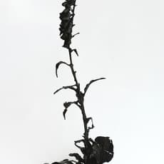 Dorothy Cross