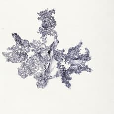 Wai Pong-yu