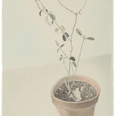 Travis Collinson