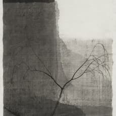 Shen Qin
